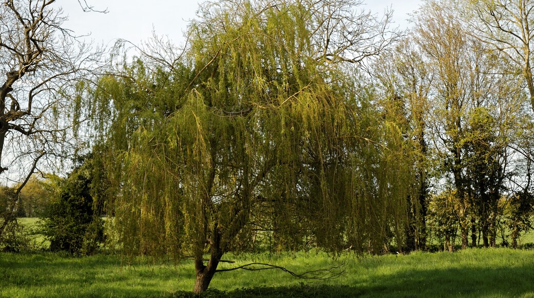 Billede "Little Laver" af Acabashi (CC BY-SA) / beskåret fra det originale billede