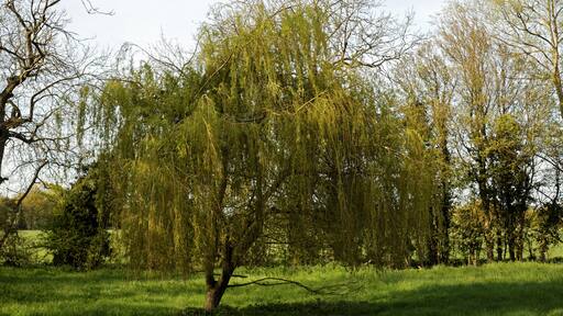 Kuva ”Little Laver” käyttäjältä Acabashi (CC BY-SA) / rajattu alkuperäisestä kuvasta