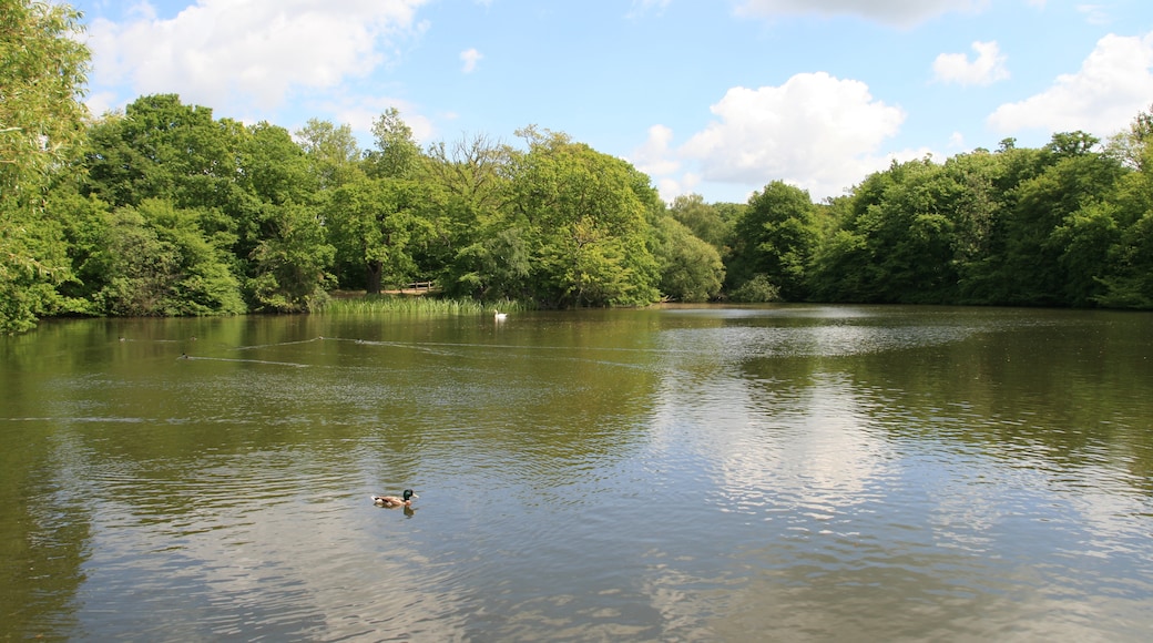 Photo "Danbury Country Park" by Anthony Clark (CC BY) / Cropped from original
