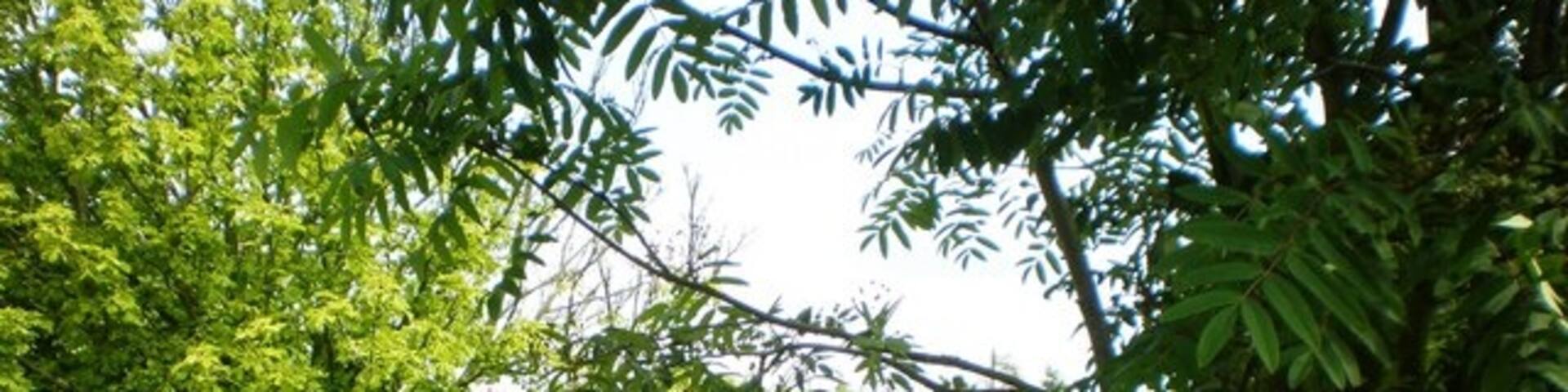 The pond at Fimber, East Riding of Yorkshire, England. The pond lies at the eastern entrance to the village of Fimber, just off the B1251 road.