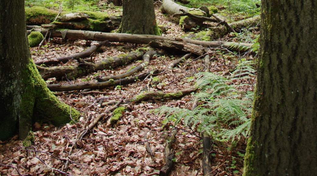ภาพ "อุทยานธรรมชาติ High Vogelsberg" โดย UuMUfQ (CC BY-SA) / ตัดภาพจากขนาดต้นฉบับ