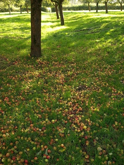 Windfalls near Ditcheat. Another view of 1025492. For every visible apple on the ground, there were several more rotten ones.