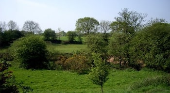 Rough pasture along Syd Brook, Eccleston