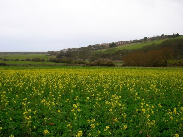 Flowering Rape, Bishopstone Looking towards the eastern slope of Rookery Hill and the houses in the modern part of Bishopstone.