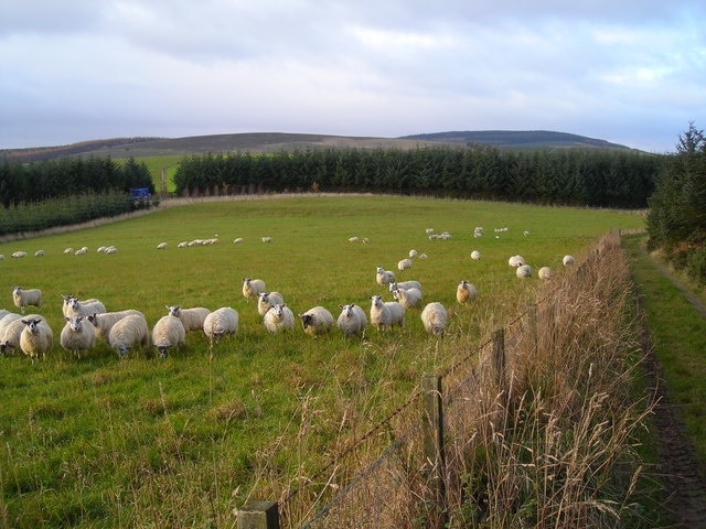 Sheep on Broclach Hill