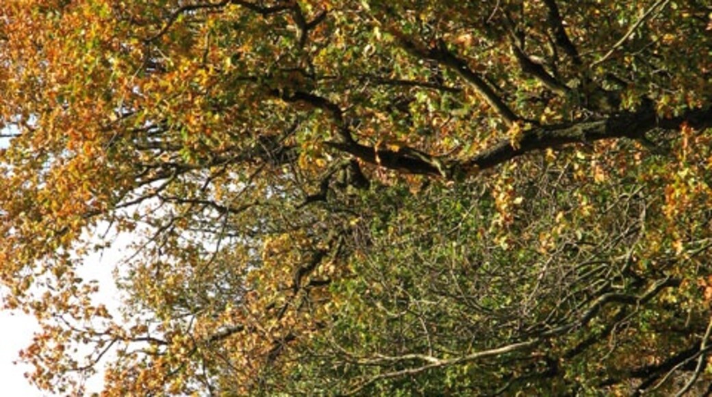 Foto „Bracon Ash“ von Evelyn Simak (CC BY-SA)/zugeschnittenes Original