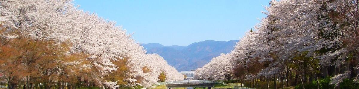 Photo "小瀬スポーツ公園の桜" by funk bass (Creative Commons Attribution 3.0) / Cropped from original
