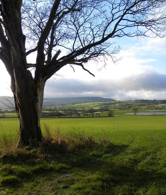 Wensleydale pasture land Pastures by the River Ure, looking towards moorland above Coverdale.