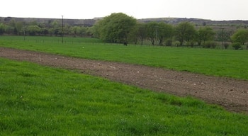 Cairnie. Fast growing spring grass before the edge of the vast field of mine waste from Polkemmet Colliery.
