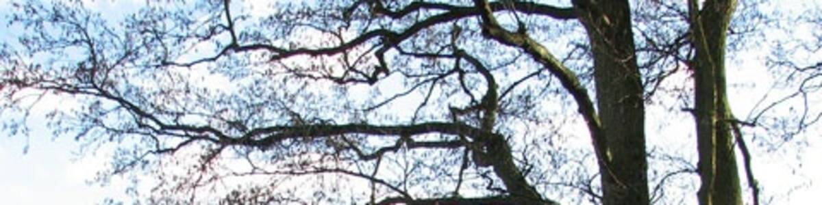 Photo "Lower Clipstone The drain seen in the foreground traverses a large pasture which is empty of livestock in mid-January." by Evelyn Simak (Creative Commons Attribution-Share Alike 2.0) / Cropped from original