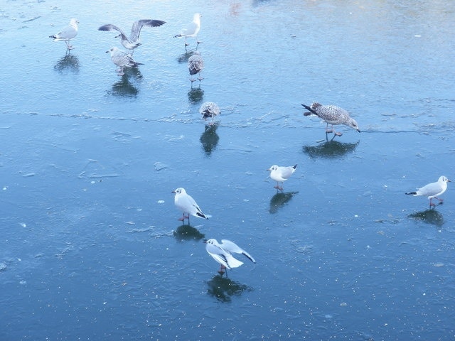 Gulls, on a frozen River Exe