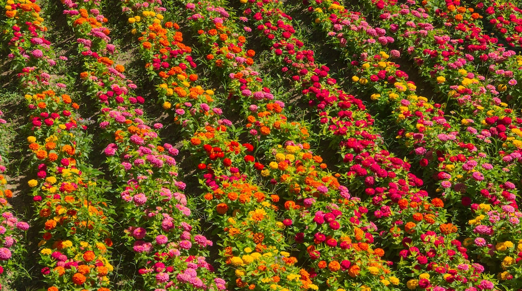 Zinnia elegans, plantation, Alhambra, Granada, Spain