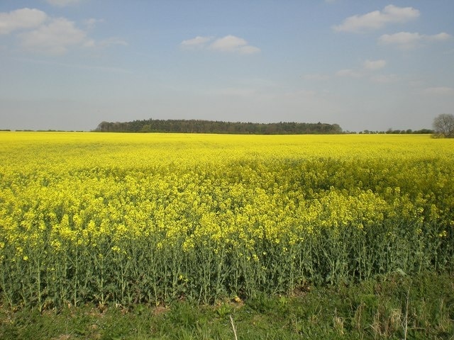 Rape field near Barmer Manor Ling wood in background. It's called Marrow Ling on the 1st Edition OS map. Wonder which is right?