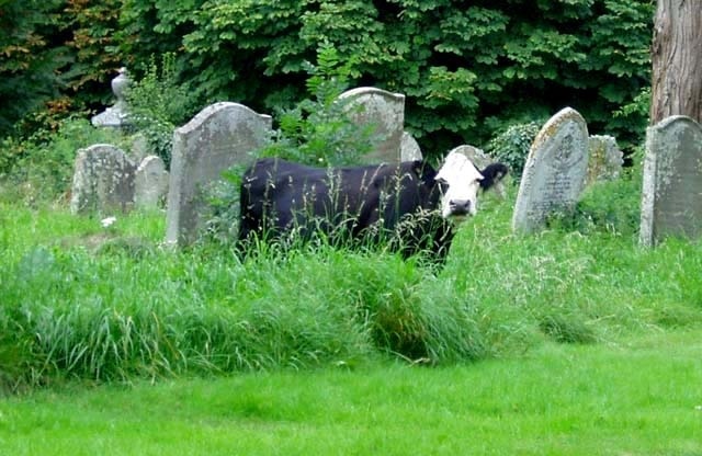 Cow grazing in St Peter's Churchyard This adventurous cow decided to take advantage of the good grazing in St Peter's Churchyard! She was soon rounded up and sent home.