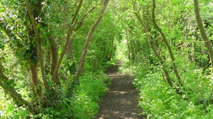 Photo "Path through Dingle Dell, Gunby, East Riding of Yorkshire, England. Dingle Dell is a nature reserve. The railway passes through on a raised causeway which carries the footpath; on either side is a tangle of trees, bushes and ivy, at a lower level. The floor of the area is very wet with standing water for the most part." by Peter Church (Creative Commons Attribution-Share Alike 2.0) / Cropped from original