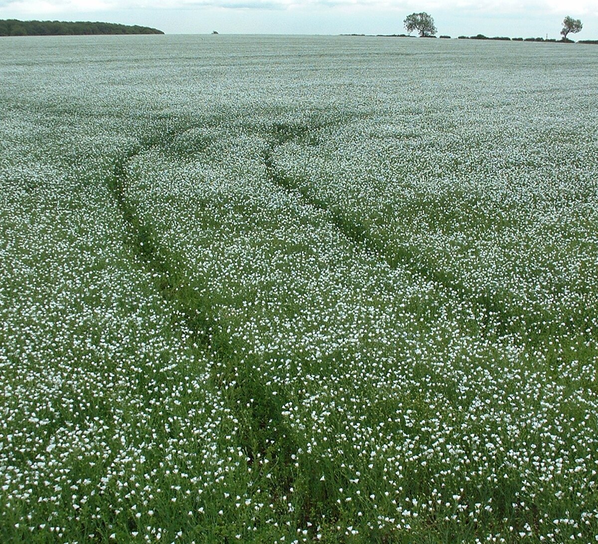 Ảnh "Làng Saxby All Saints" của David Wright (CC BY) / Cắt từ ảnh gốc