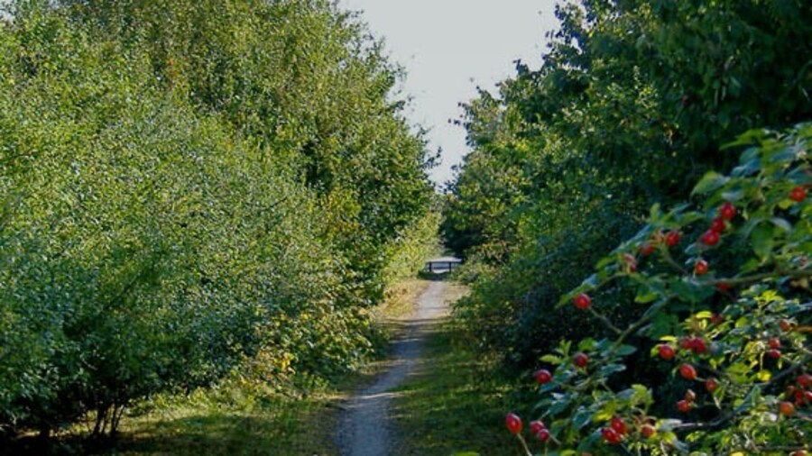 Photo "Great Gutter Lane bridleway, Kirk Ella, East Riding of Yorkshire, England. This short length of bridleway links the busy A164 with largely disused Great Gutter Lane." by Paul Harrop (Creative Commons Attribution-Share Alike 2.0) / Cropped from original