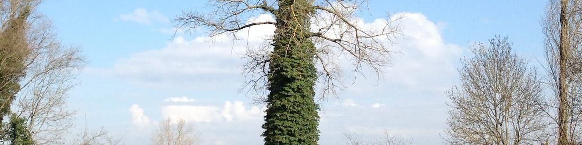 Photo "Arbre (Grand parc de Miribel-Jonage)." by Benoît Prieur (Creative Commons Attribution-Share Alike 3.0) / Cropped from original