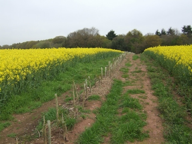 "Sutton Upon Tern"-foto av John M (CC BY-SA) / Urklipp från original