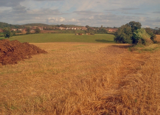 The Ivanhoe Way at Red Hill From the Ivanhoe Way looking east towards Whitwick. Small herd of bullocks in the next field and a large pile of dung on the left waits to be spread on the recently harvested field. This long distance path covers a 35-mile circular route around North Leicestershire. http://www.leics.gov.uk/index/environment/countryside/walking/ivanhoeway.htm