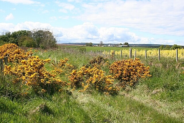 Railway Embankment The whins (gorse) in the foreground is growing on the track bed of the former railway from Garrowood to Portsoy and Banff. The buildings in the middle distance is Bogalee.