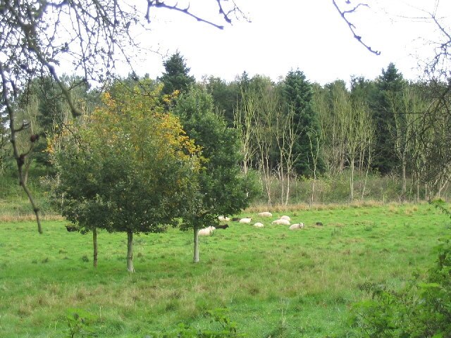 Grazing Sheep, Thorington, Suffolk. Traditional pasture on north side of Thorington Road.