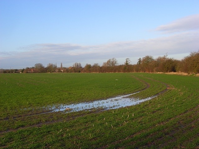 Farmland, East Hagbourne A cereal crop growing alongside the bridleway that heads west to the southern extremity of the village.