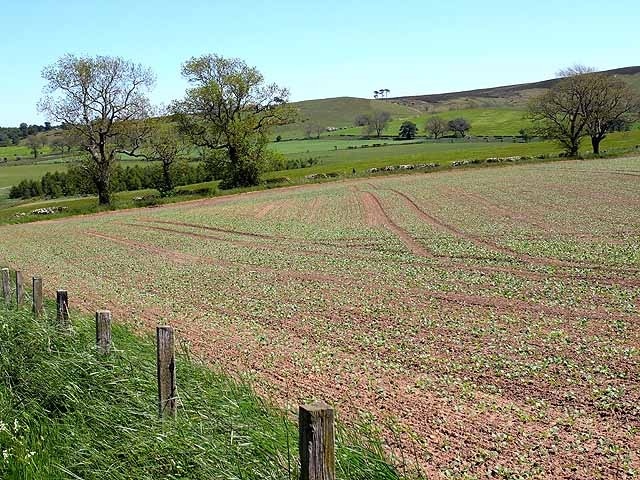 Field near Crawley Farm Above Powburn.