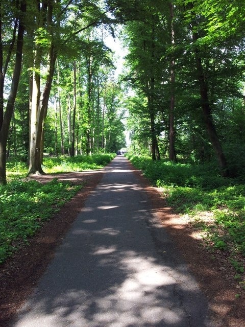 Waldweg bei Herxheim