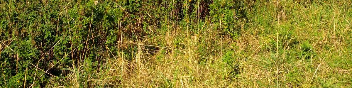 Photo "Beningaburg, Warfenweg, Bewuchs auf nördlicher Warf" by Hover dam (Creative Commons Attribution 3.0) / Cropped from original