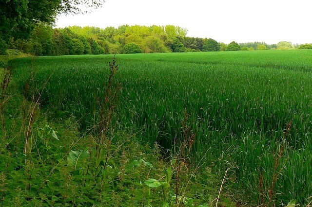 Billede "Driffield" af Brian Robert Marshall (CC BY-SA) / beskåret fra det originale billede