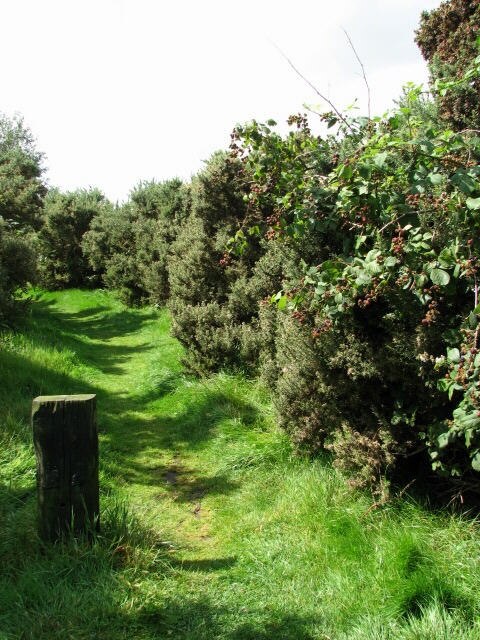 Footpath in Crostwight Heath