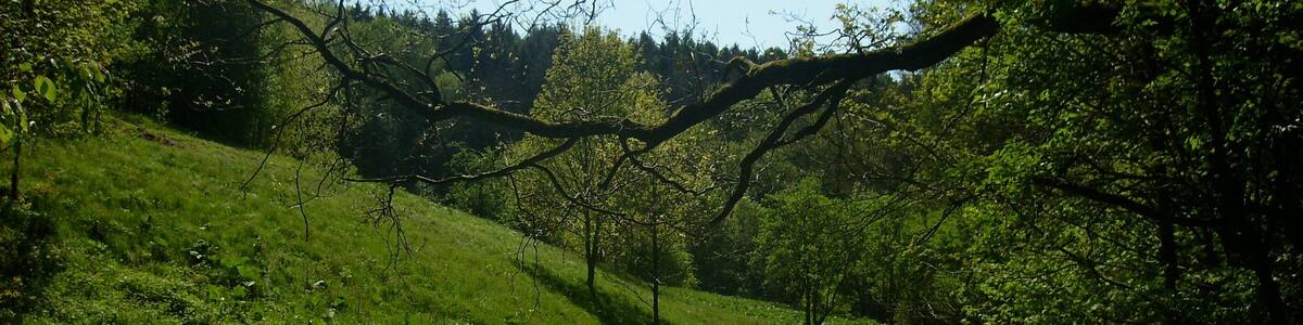 Photo "In the Zweinig Valley near Rosswein (Mittelsachsen district, Saxony)" by Jwaller (Creative Commons Attribution-Share Alike 3.0) / Cropped from original