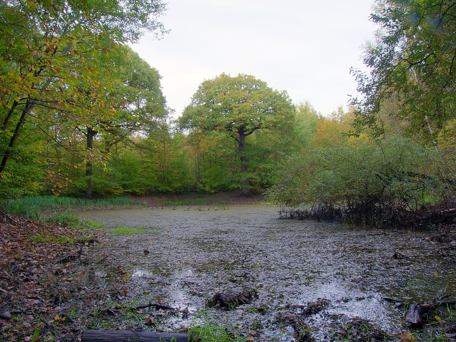Mare aux renards