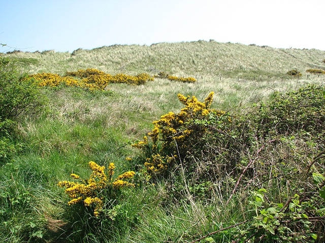 Gorse flowering on the southern slope of the dunes