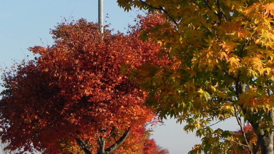 Photo "紅葉のカーブ" by pakku (Creative Commons Attribution 3.0) / Cropped from original
