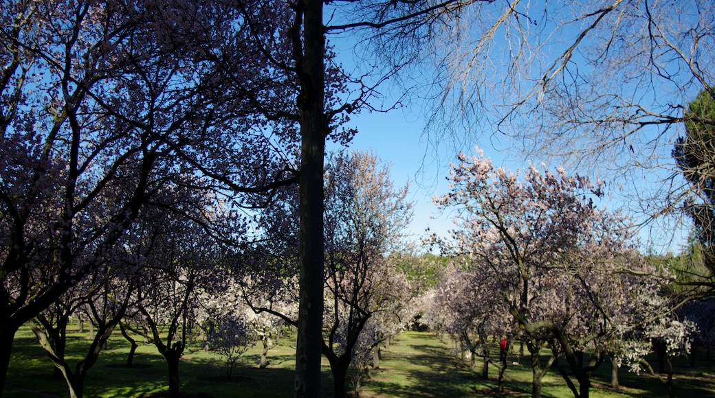 Foto „Parque Quinta de los Molinos“ von Concepcion AMAT ORTA… (CC BY)/zugeschnittenes Original