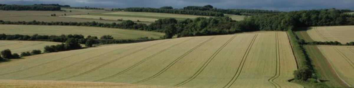Photo "Field of barley Field of barley to the west of Hampen." by Philip Halling (Creative Commons Attribution-Share Alike 2.0) / Cropped from original