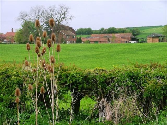 Billede "West Harlsey" af Mick Garratt (CC BY-SA) / beskåret fra det originale billede