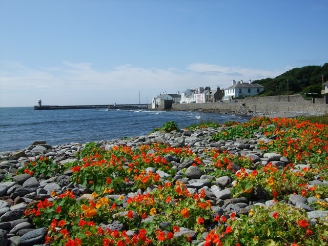 View to the pier at Castletown A colourful view from Douglas Street looking towards the pier. How nature looks after itself in the form of wild nasturtiums on the rocks on the foreshore.