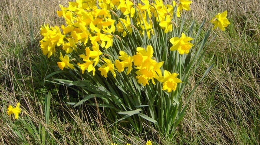 Kuva ”Frampton Cotterell” käyttäjältä Brian Robert Marshall (CC BY-SA) / rajattu alkuperäisestä kuvasta