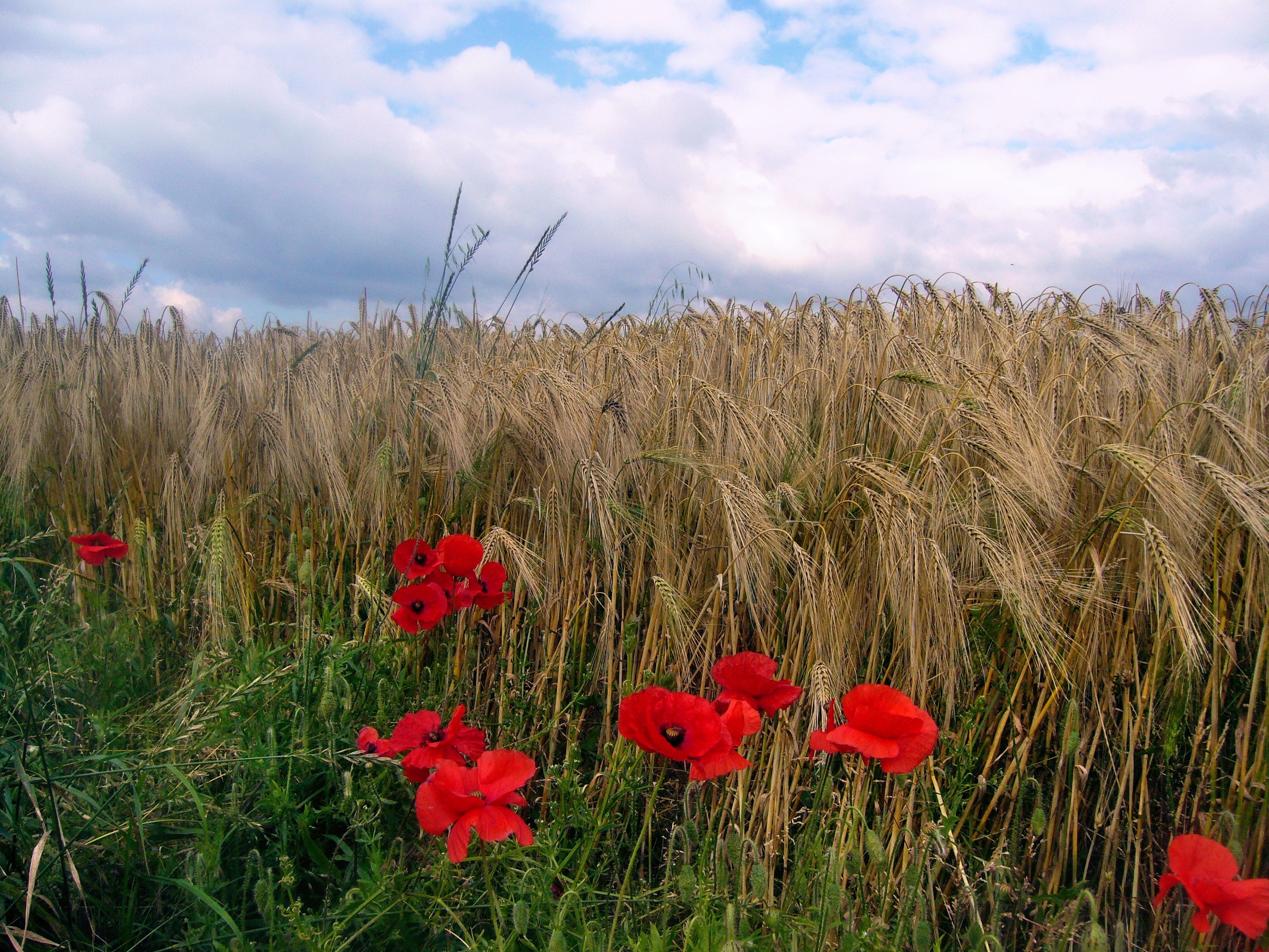 Foto „Silk Willoughby“ von Tanya Dedyukhina (CC BY)/zugeschnittenes Original