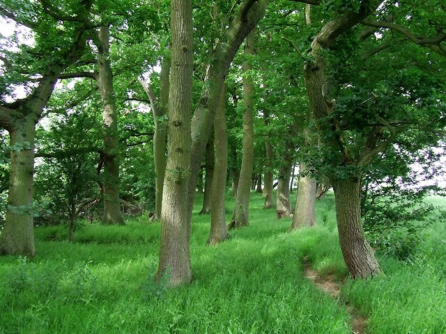 Foto „Acton Round“ von Roger Kidd (CC BY-SA)/zugeschnittenes Original