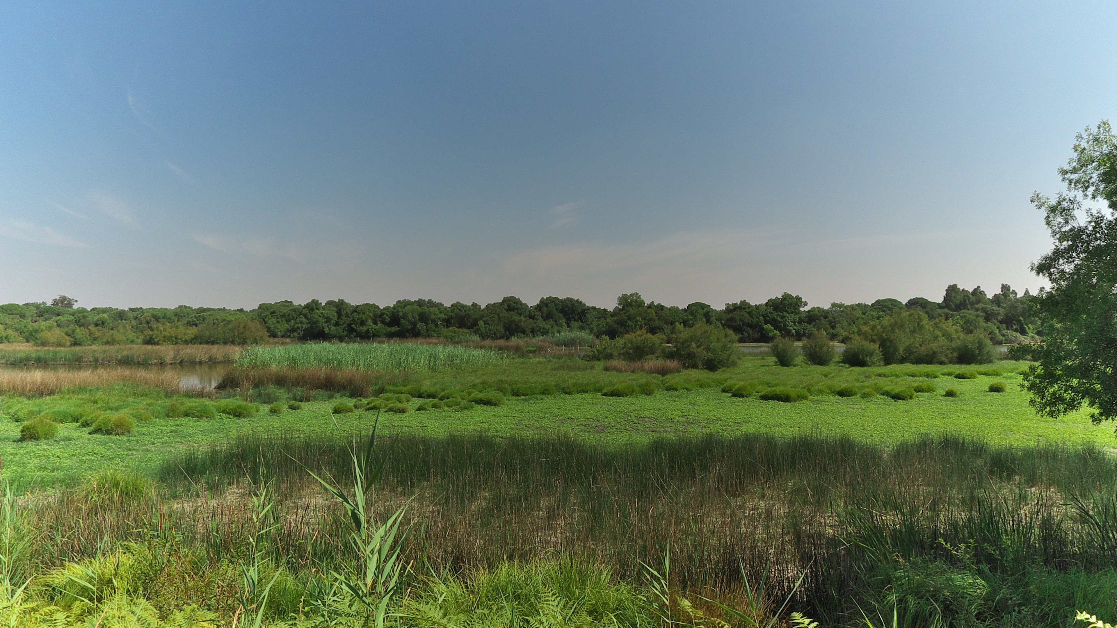 Photo "Doñana National Park" by Jose Luis Filpo Cabana (CC BY) / Cropped from original