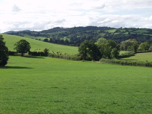 Cattle grazing at Colfryn. Lovely rolling countryside with great hedges and wonderful mature trees. The cattle are mixed breeds of beef steers (Castrated bulls)