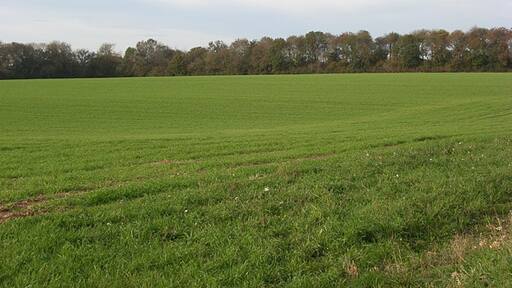 Foto “Chute Forest” tomada por Andrew Smith (CC BY-SA); recorte de la original