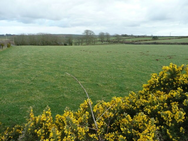 Pastures near Trevidgeowe Farm Gorse in full bloom; the farm is in a dip beyond the trees at the end of the field.