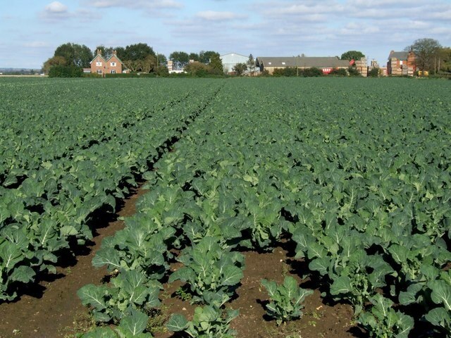 Kuva ”Wainfleet St Mary” käyttäjältä Dave Hitchborne (CC BY-SA) / rajattu alkuperäisestä kuvasta