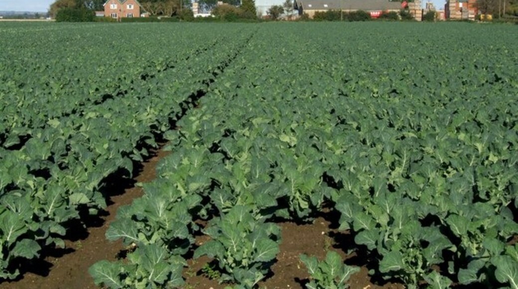 Kuva ”Wainfleet St Mary” käyttäjältä Dave Hitchborne (CC BY-SA) / rajattu alkuperäisestä kuvasta