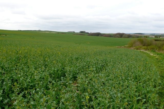 Foto "Compton Valence" por Nigel Mykura (CC BY-SA) / Recortada de la original